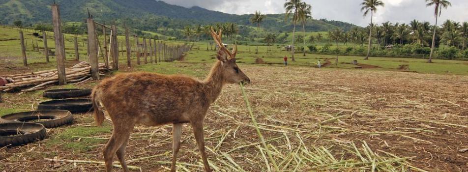 Deer Farm, Naga City