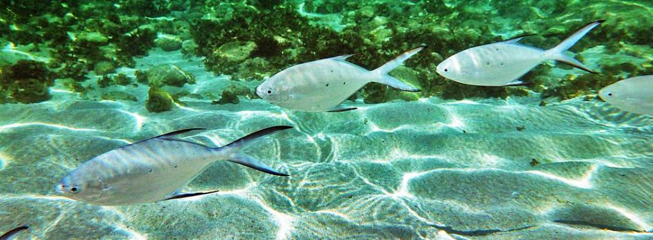 Boracay Underwater