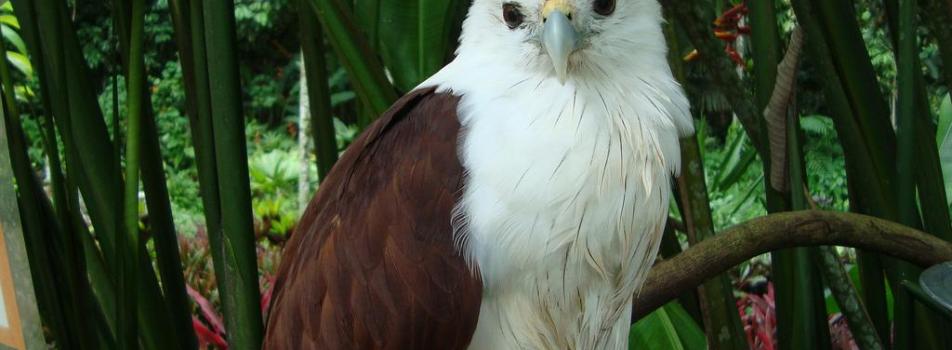 Philippine Eagle Center