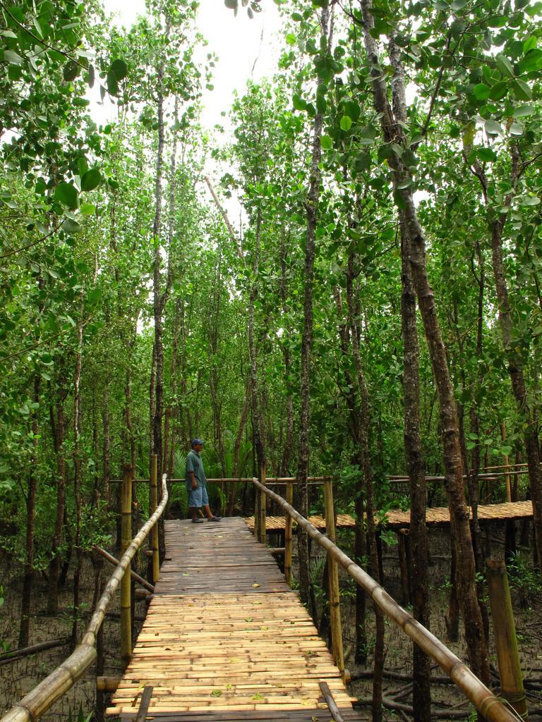 Bakhawan Eco-park: Home of thousands Mangrove Trees