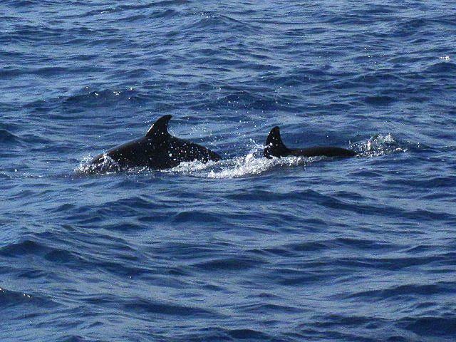 Dolphin and Whale Watching in Bais City