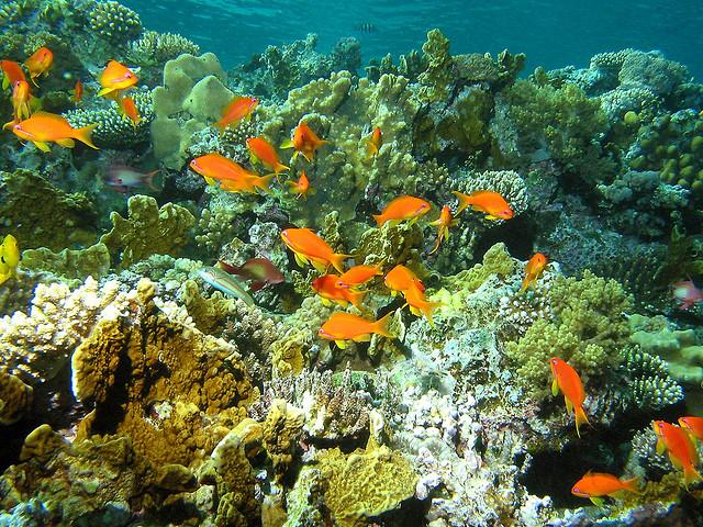 Tubbataha Reef: The Best Diving Destination